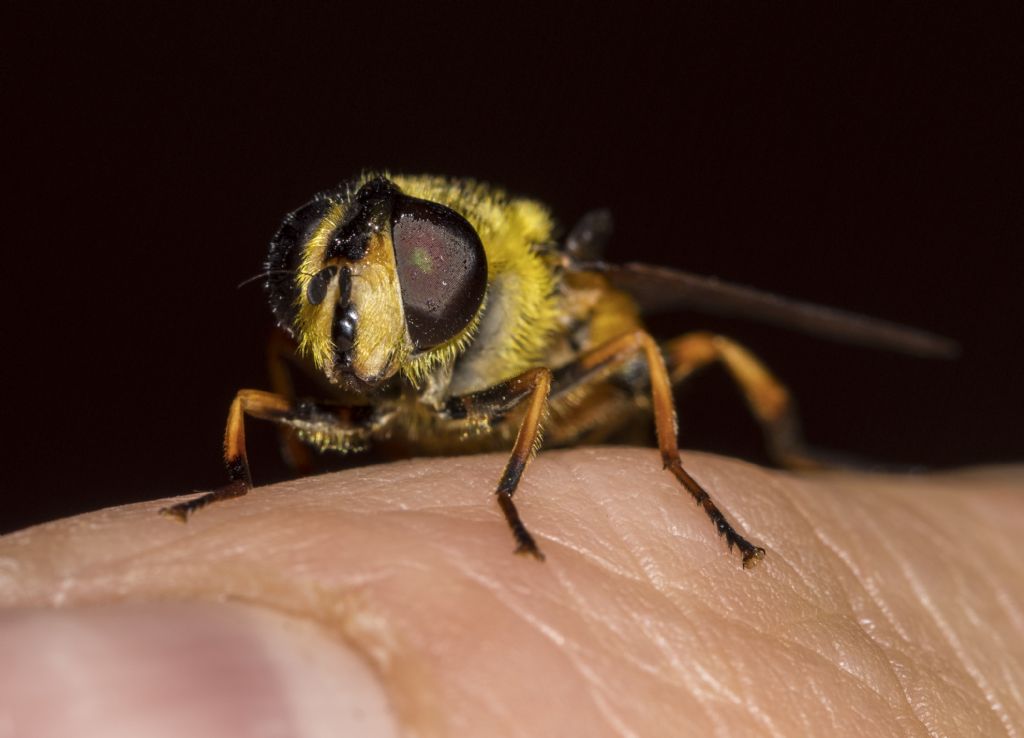 Syrphidae: Myathropa florea, femmina