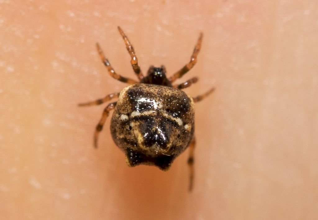 Phoroncidia paradoxa - Fiesole (FI)
