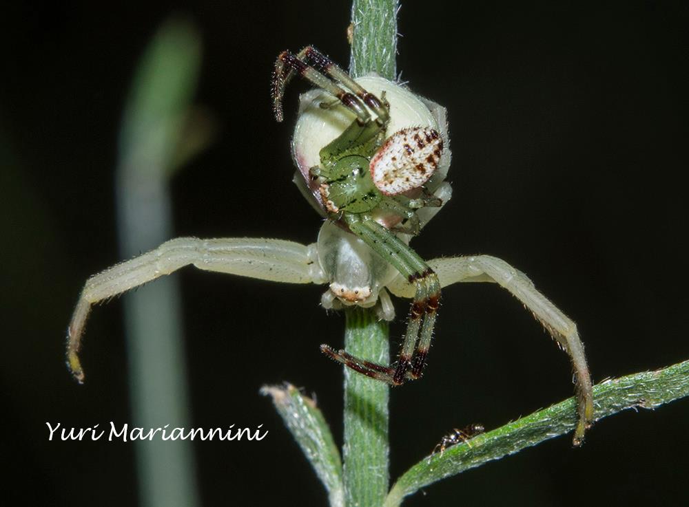 Maschio (pallido) e femmina di Misumena vatia - Bagno a Ripoli (FI)