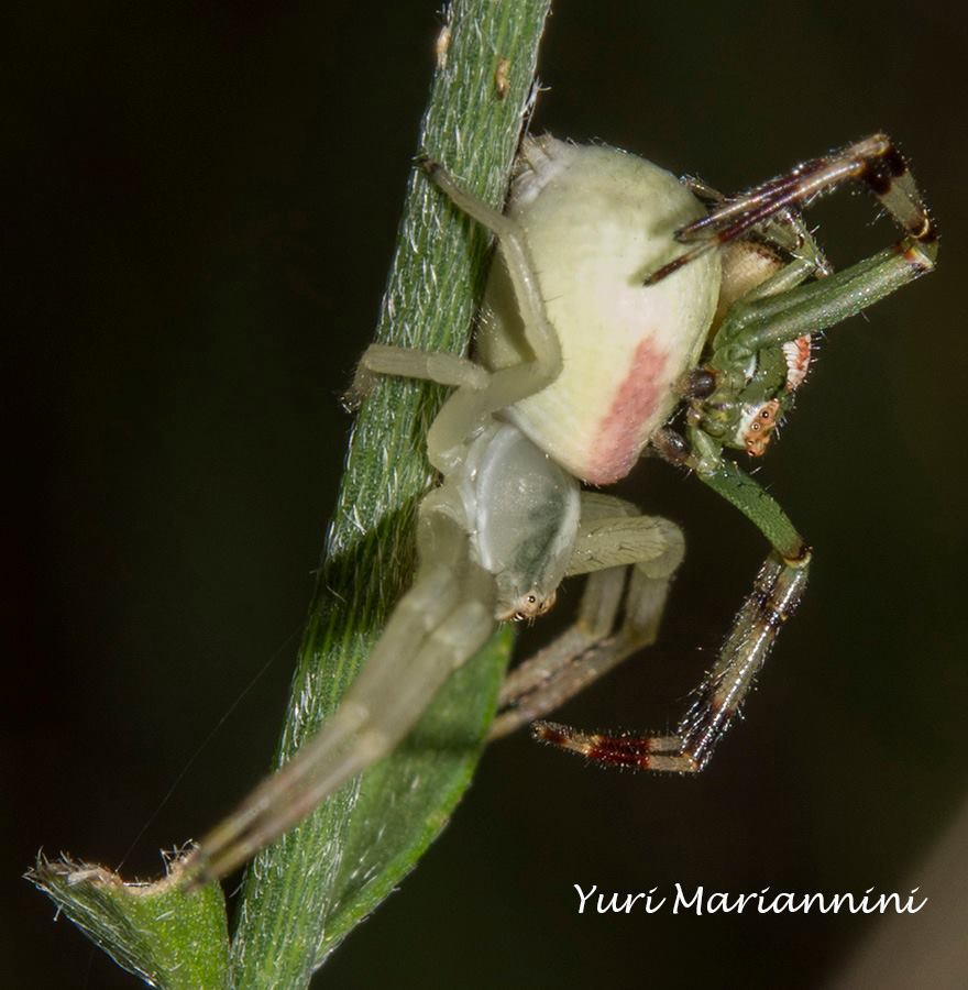 Maschio (pallido) e femmina di Misumena vatia - Bagno a Ripoli (FI)