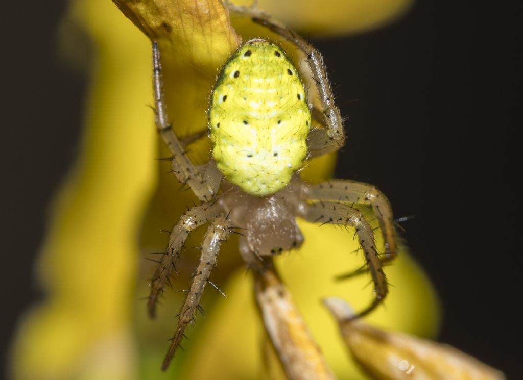 Araniella opisthographa - Bagno a Ripoli (FI)