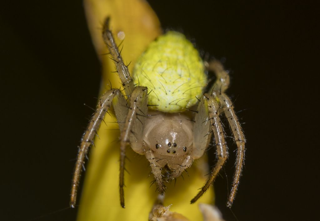 Araniella opisthographa - Bagno a Ripoli (FI)