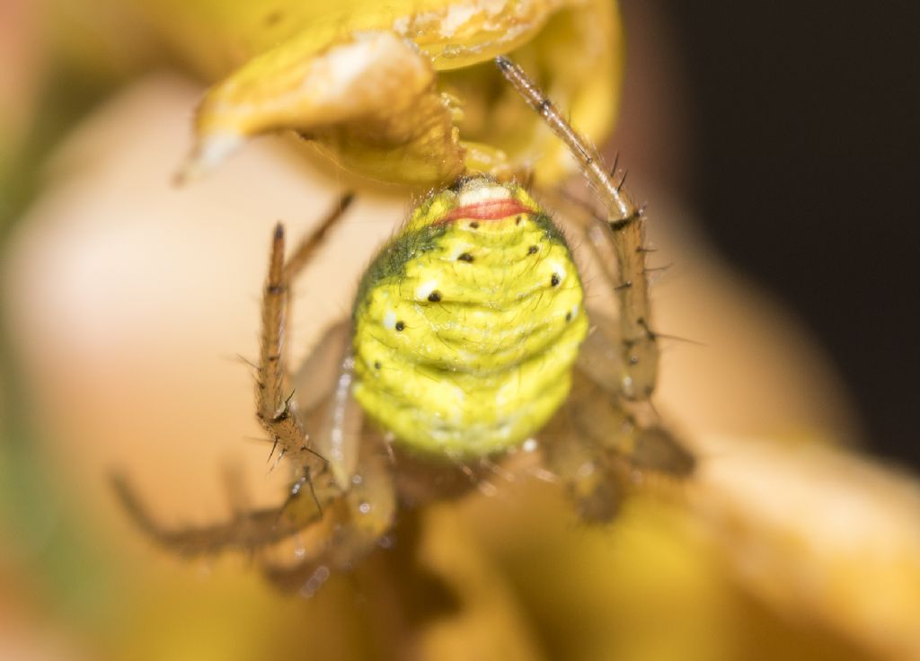 Araniella opisthographa - Bagno a Ripoli (FI)