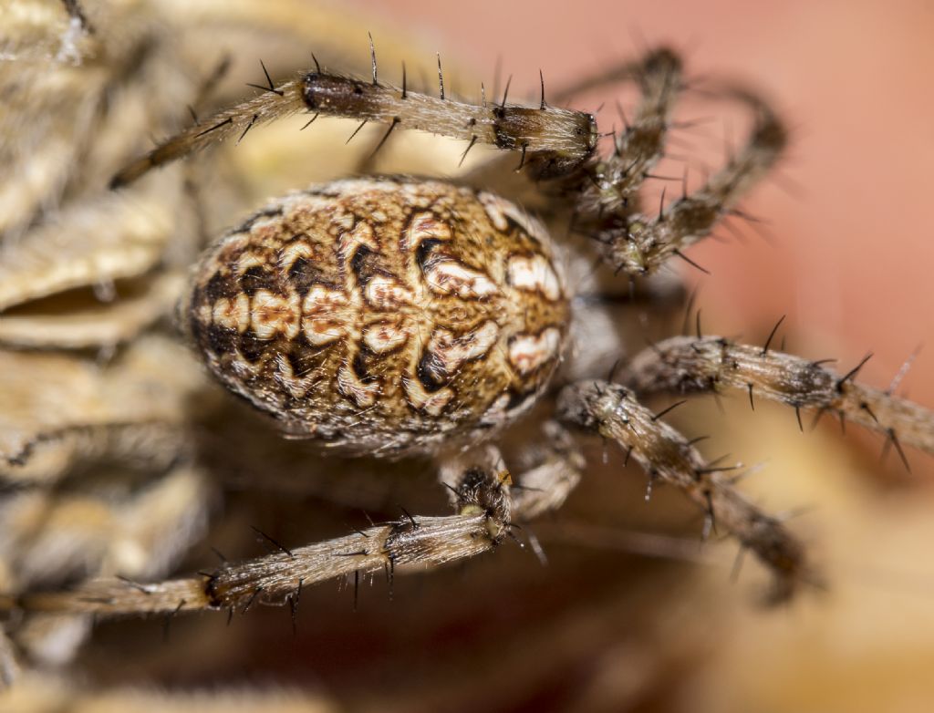 Neoscona byzanthina - Fiesole (FI)