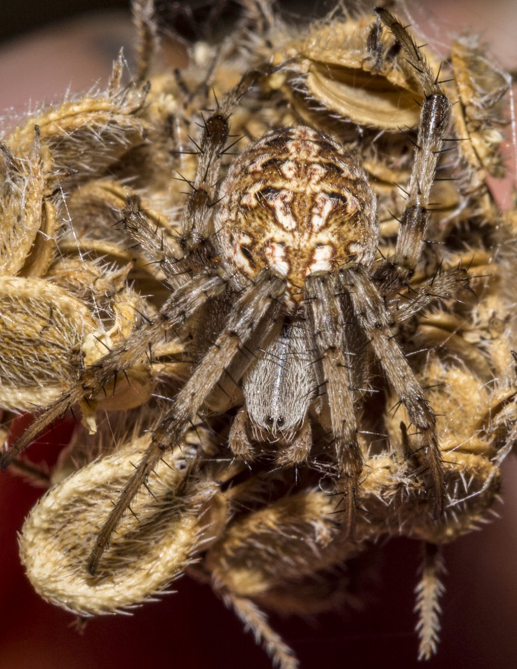 Neoscona byzanthina - Fiesole (FI)