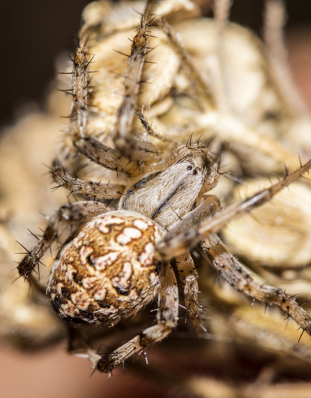 Neoscona byzanthina - Fiesole (FI)