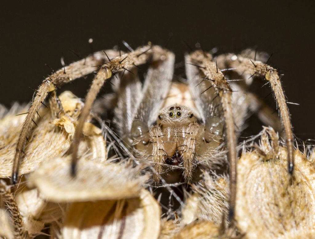 Neoscona byzanthina - Fiesole (FI)