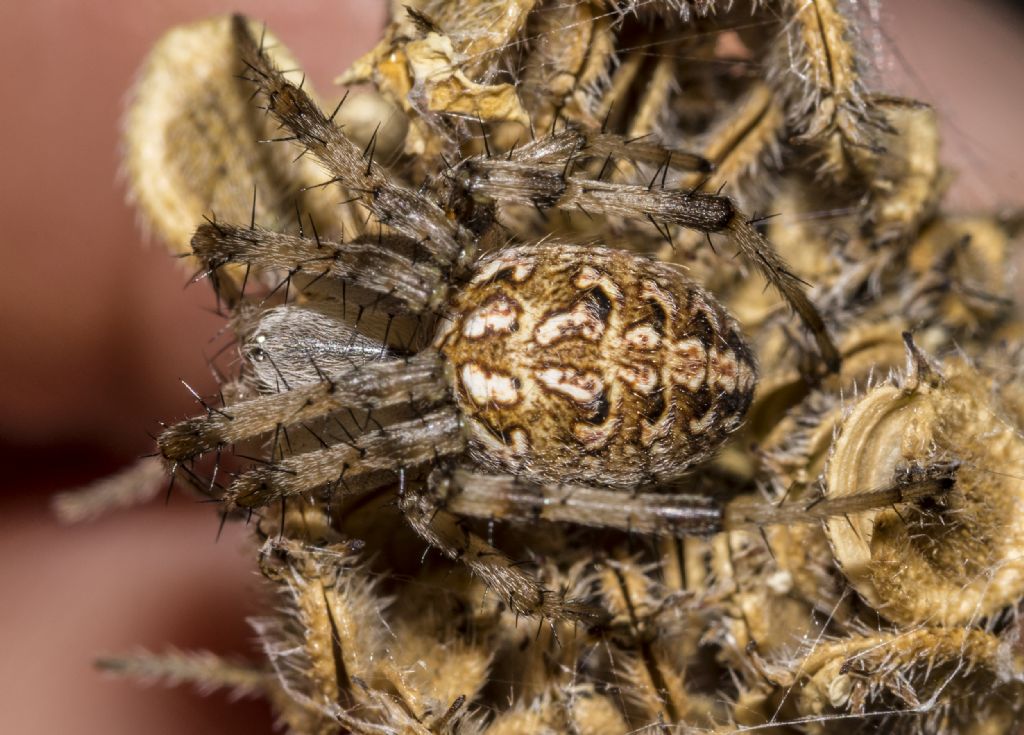 Neoscona byzanthina - Fiesole (FI)