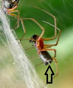 Da identificare