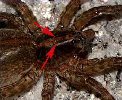 Lycosidae: Trochosa sp. - Bannio Anzino  (VB)