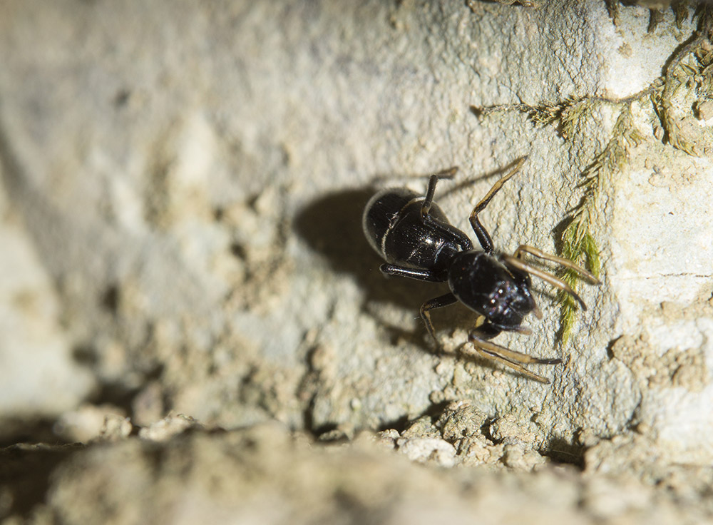 Salticidae:  Leptorchestes cfr. berolinensis - Bagno a Ripoli (FI)