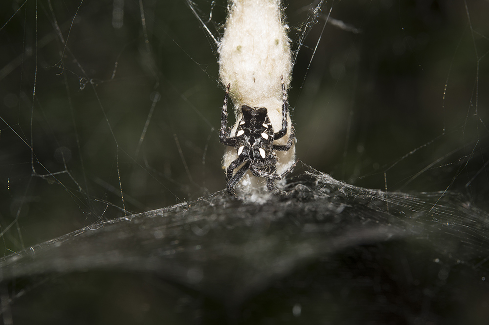 Cyrtophora citricola - Parco Natura della Maremma (GR)