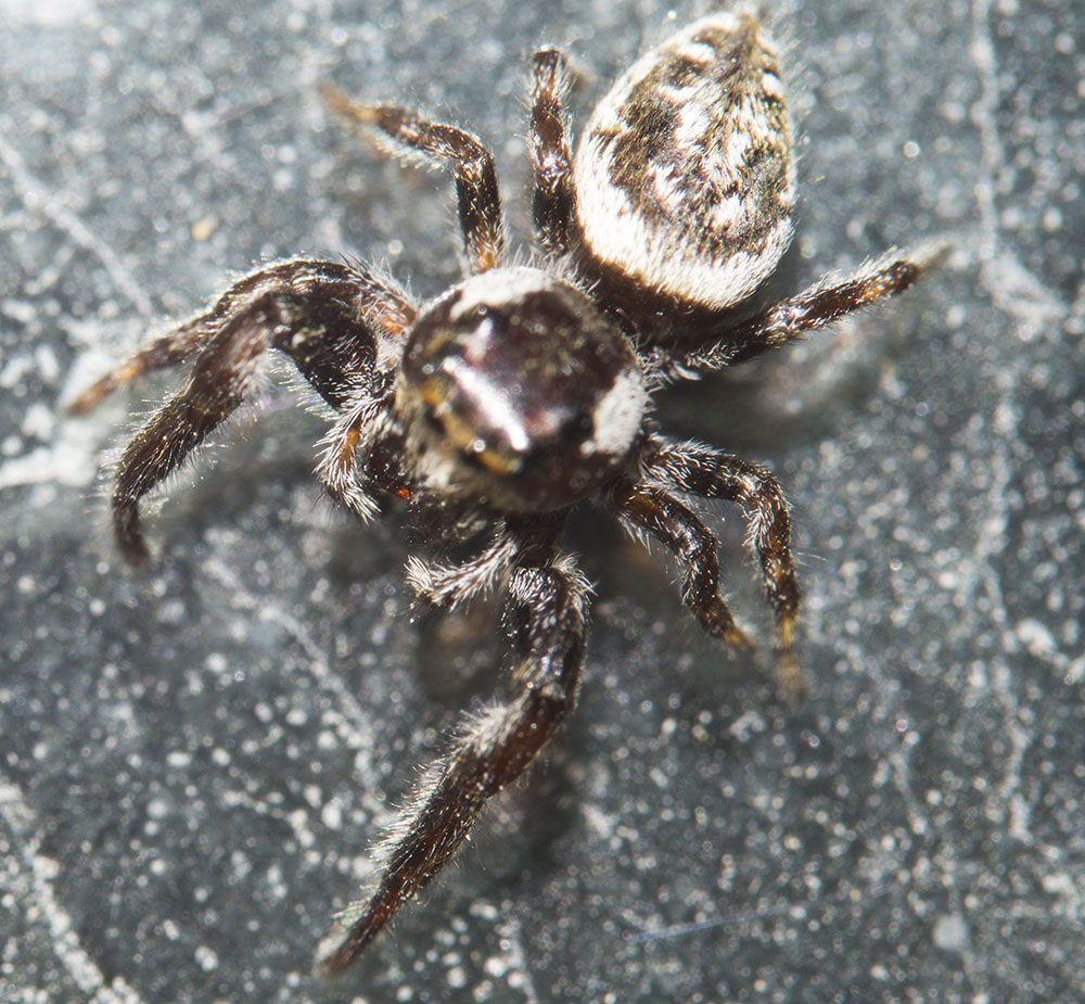 Salticidae:  Macaroeris nidicolens  - Punta Ala (GR)