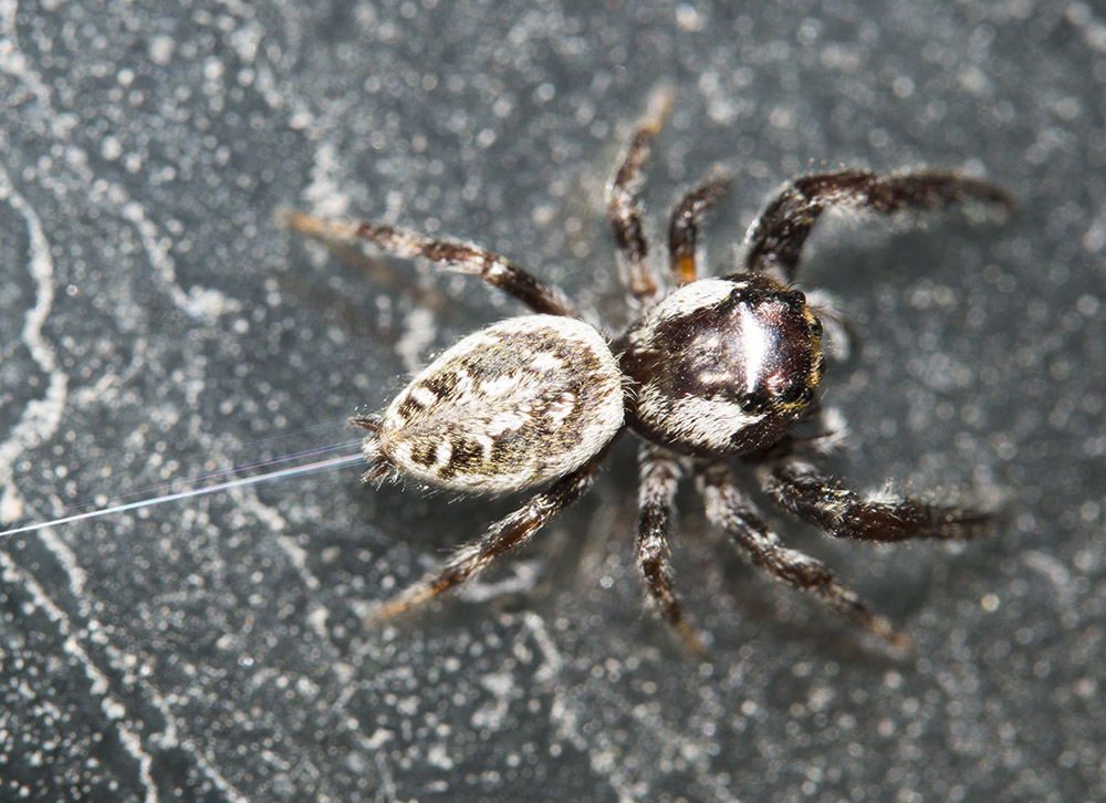 Salticidae:  Macaroeris nidicolens  - Punta Ala (GR)
