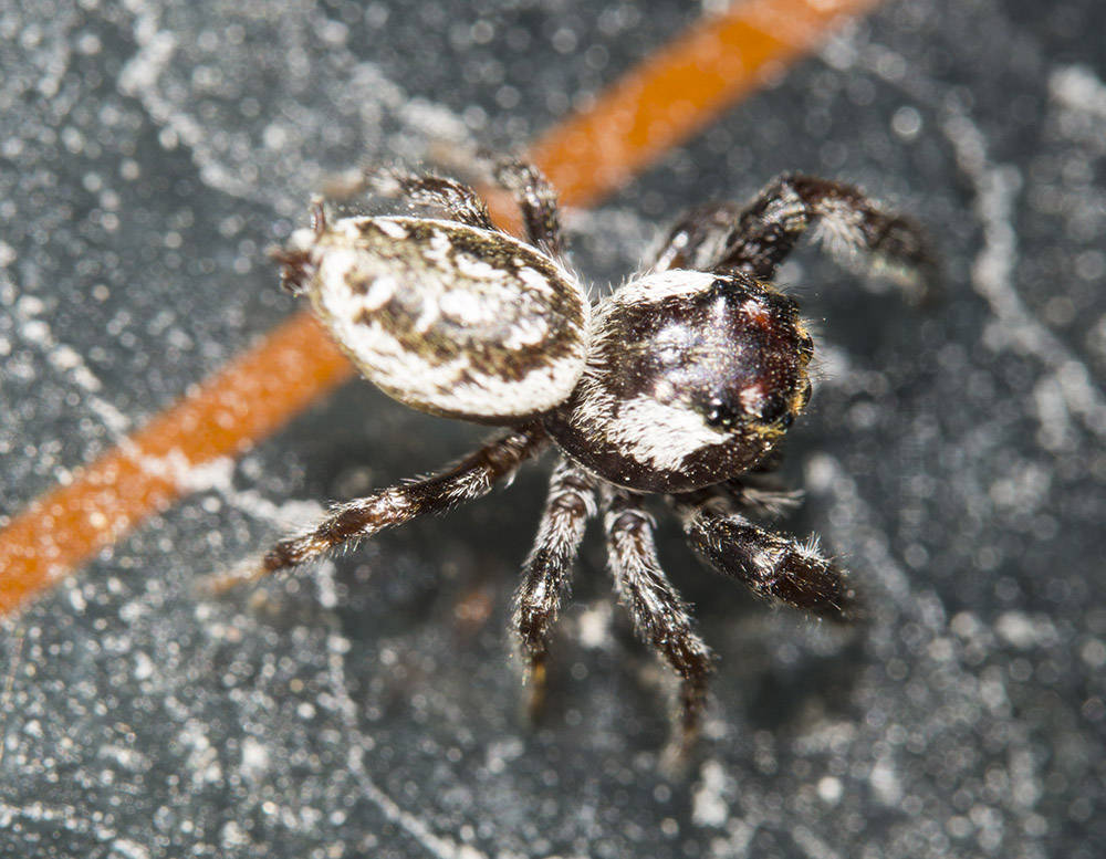 Salticidae:  Macaroeris nidicolens  - Punta Ala (GR)