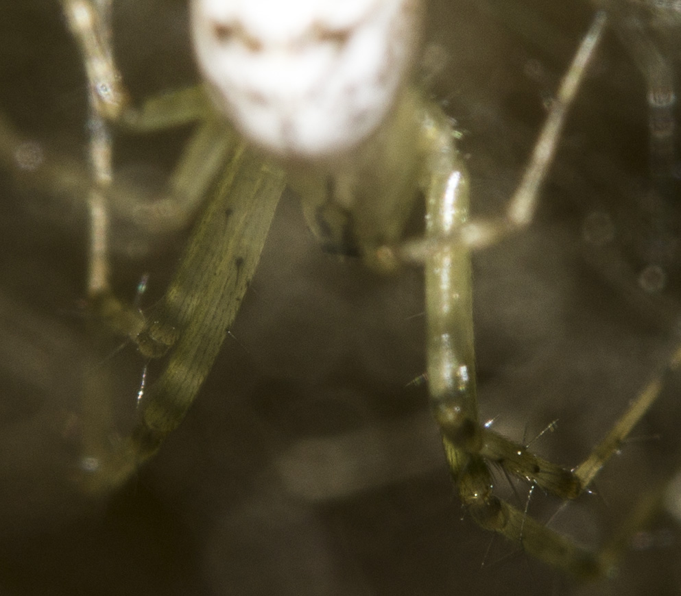 Linyphia tenuipalpis?