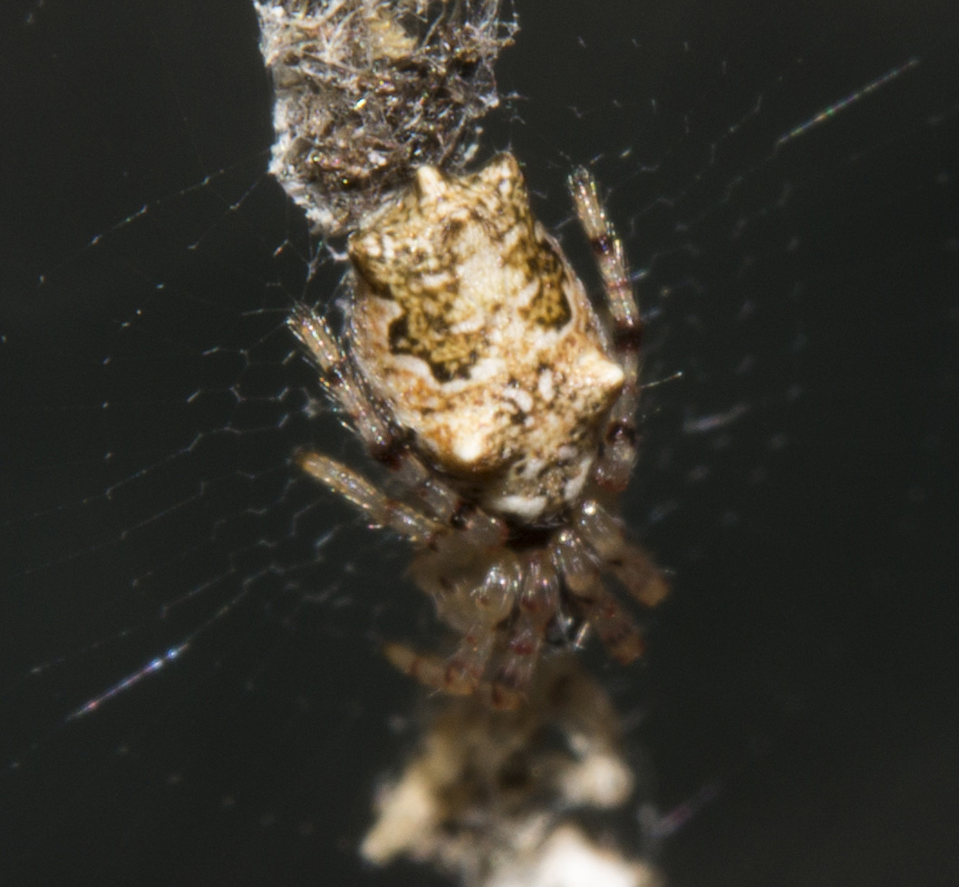 Quale Cyclosa? C. oculata?