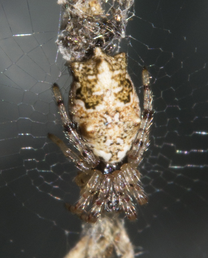 Quale Cyclosa? C. oculata?