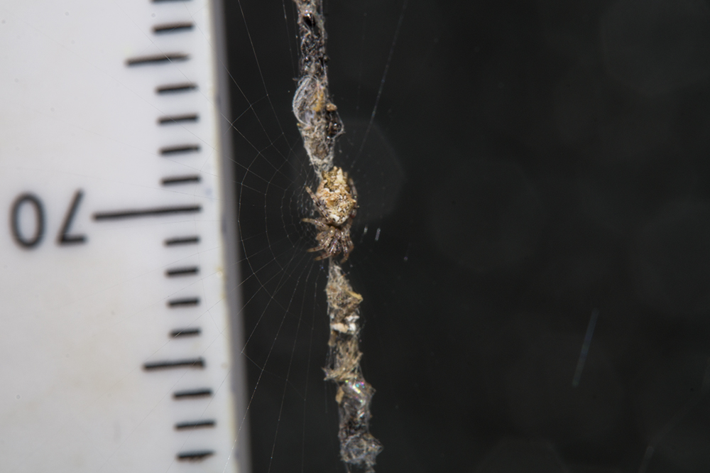 Quale Cyclosa? C. oculata?