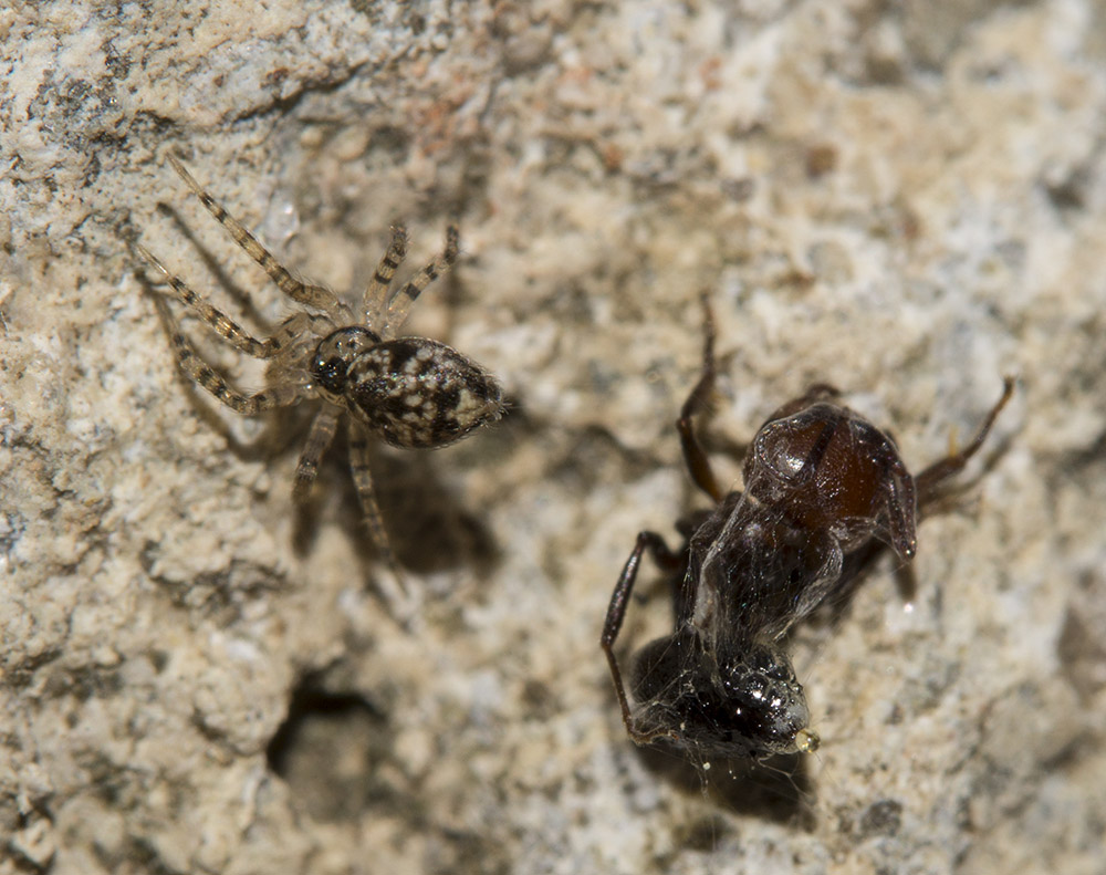 Predazione di Oecobius navus su formica - Fiesole (FI)