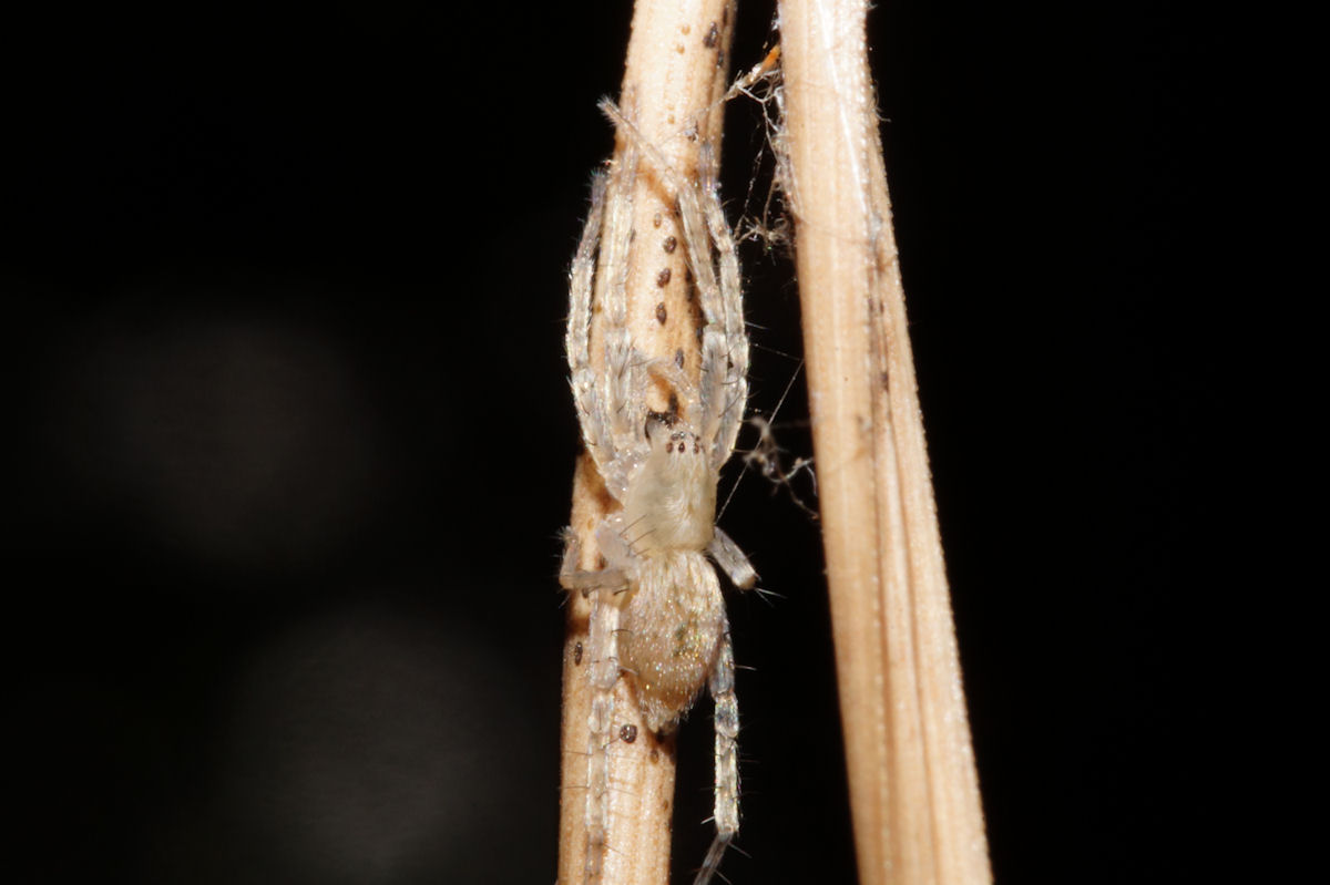 Anyphaena sp. - Bagno a Ripoli