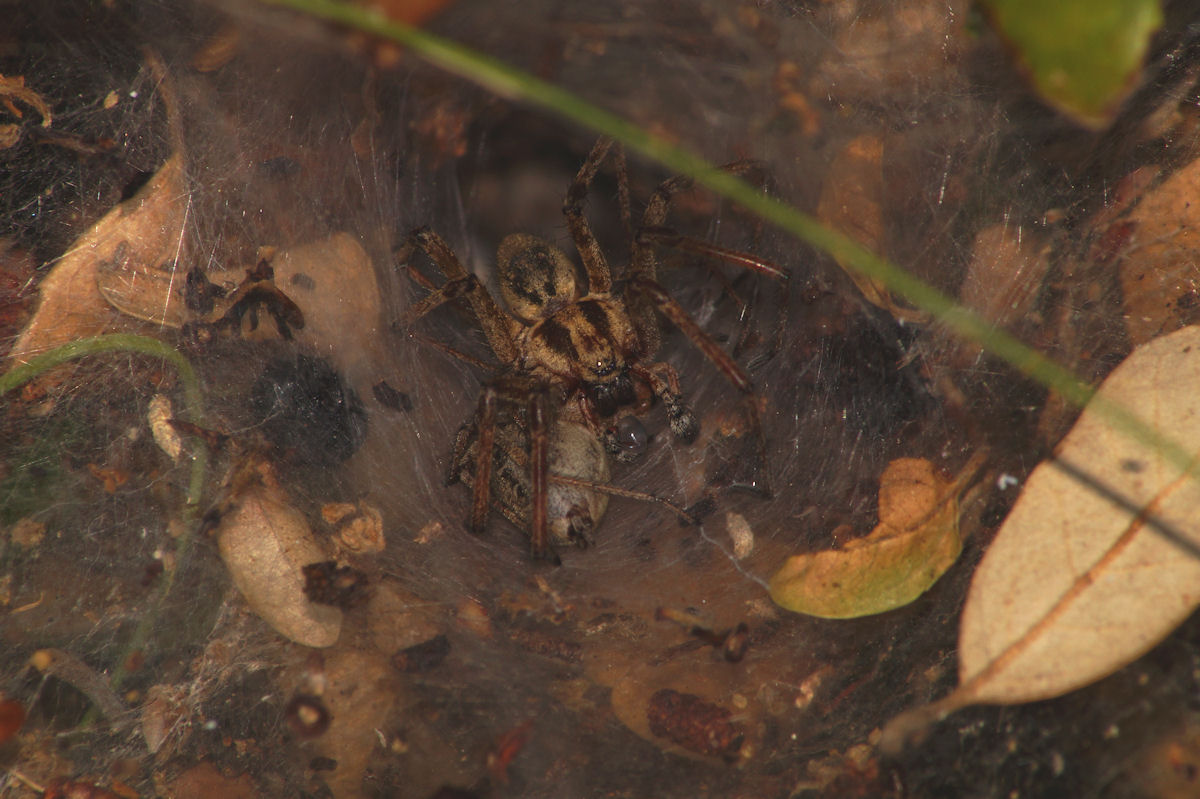 Accoppiamento Agelena labyrinthica - Bagno a Ripoli (FI)