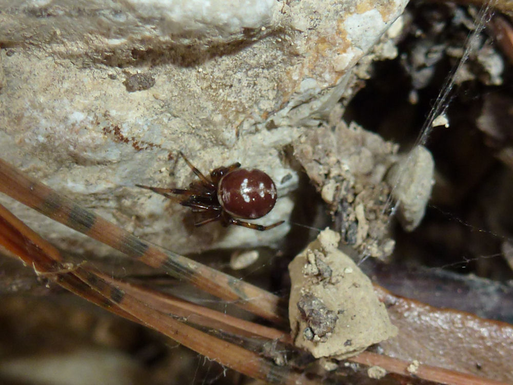 Steatoda paykulliana(maschio giovane) - Bagno a Ripoli (FI)