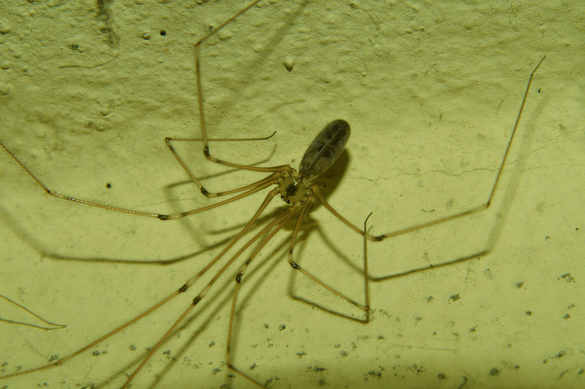 Pholcus phalangioides e Pritha pallida - Bagno a Ripoli (FI)