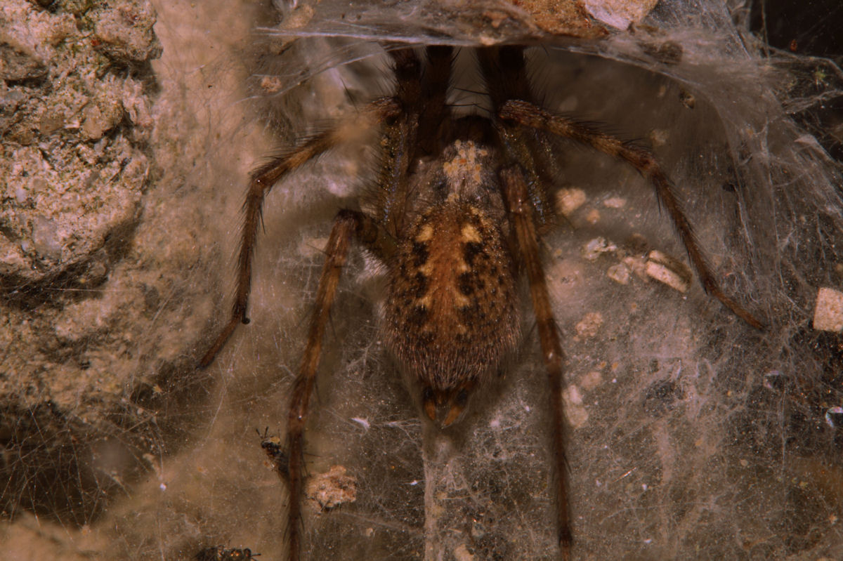 Tegenaria sp. - Bagno a Ripoli (FI)