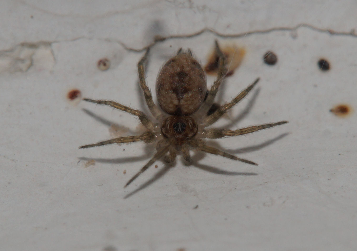 Oecobius maculatus - Bagno a Ripoli (FI)