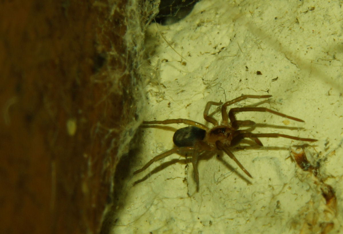 Pholcus phalangioides e Pritha pallida - Bagno a Ripoli (FI)