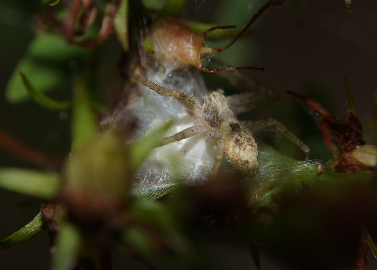 Philodromus sp. con ovisacco - Bagno a Ripoli (FI)