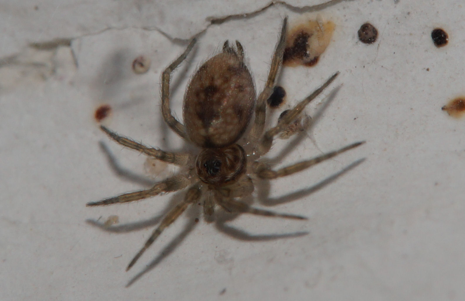 Oecobius maculatus - Bagno a Ripoli (FI)