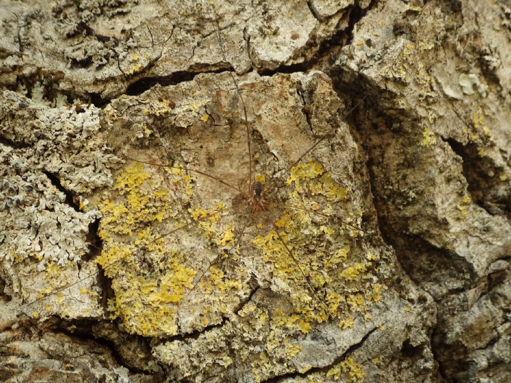 Phalangium opilio