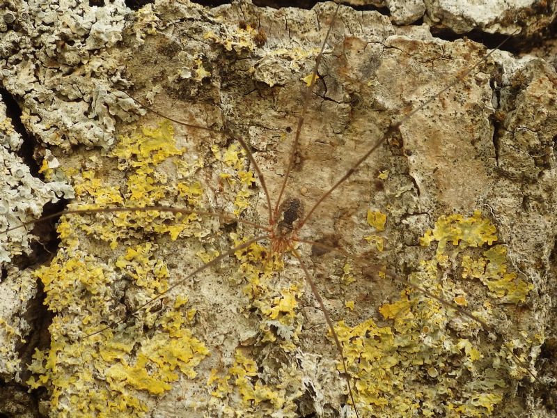Phalangium opilio