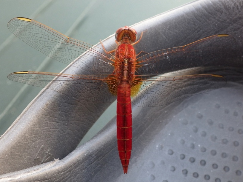 Sympetrum fonscolombii?