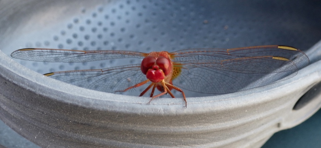 Sympetrum fonscolombii?
