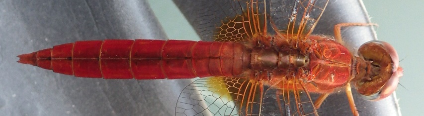Sympetrum fonscolombii?