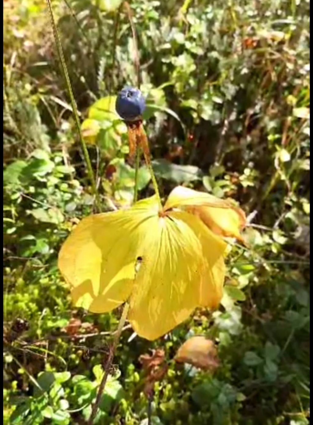 Paris quadrifolia