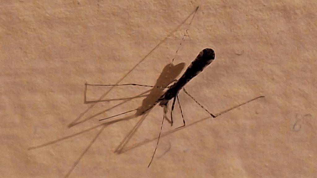 Empicoris rubromaculatus?