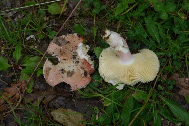 russula su bosco di cerro