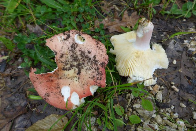 russula su bosco di cerro