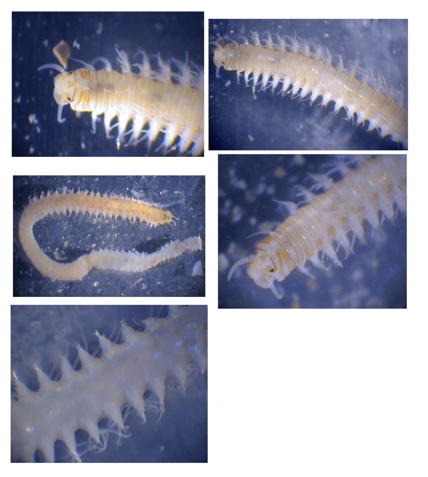 Eunice sp. (Polychaeta Eunicidae)