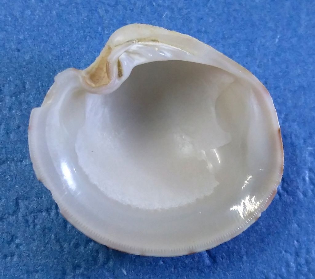 Veneridae