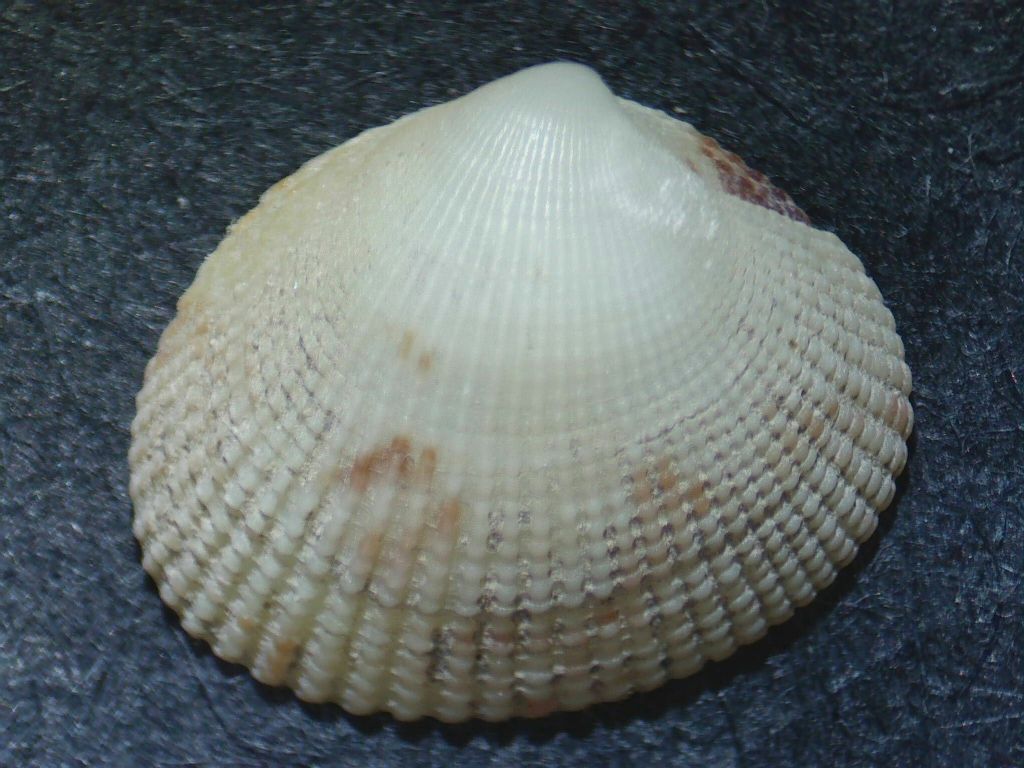 Carditidae?