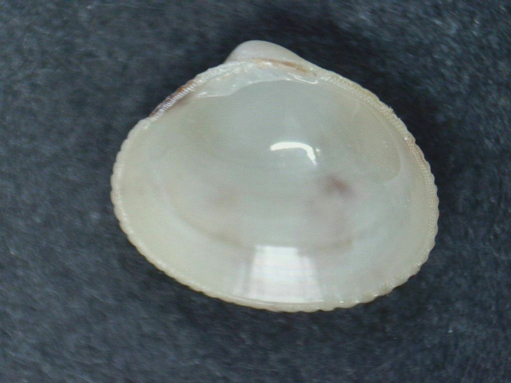 Carditidae?