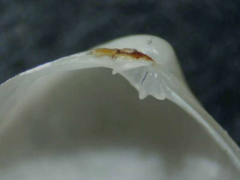 Laseidae?