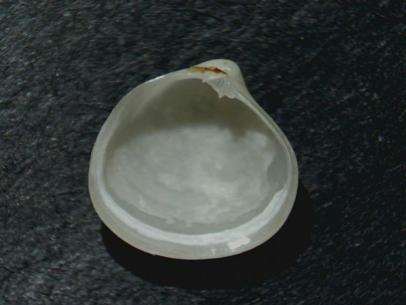 Laseidae?