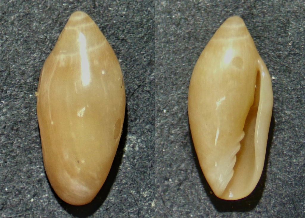 Gasteropodi
