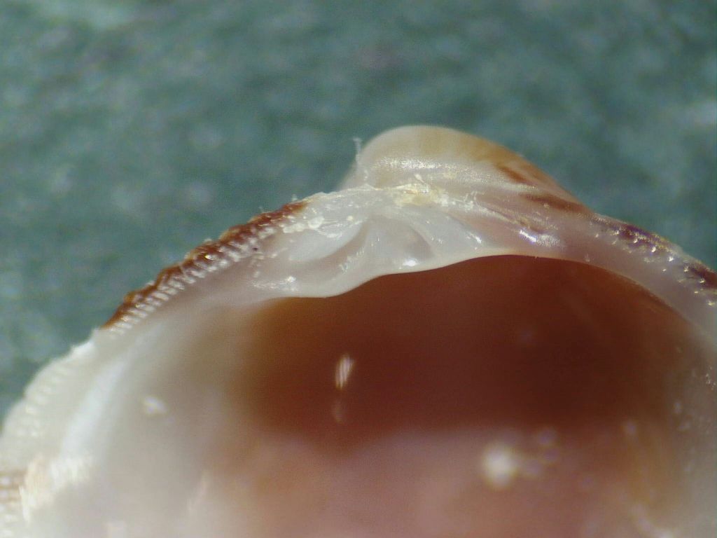 Carditidae?